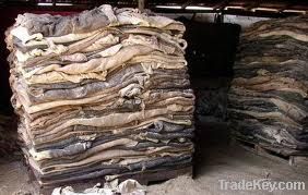 Wet Salted Cow Skin & Dry Raw Cow Hides