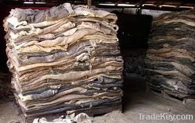 Wet Salted Cow Skin &amp; Dry Raw Cow Hides