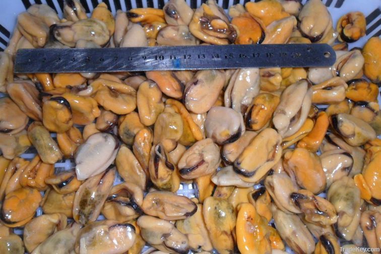 Mussel Meat