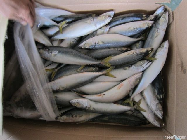 Pacific Mackerel