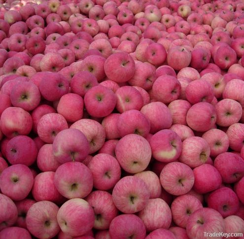 Red Fuji Apple/Shaanxi fuji apple