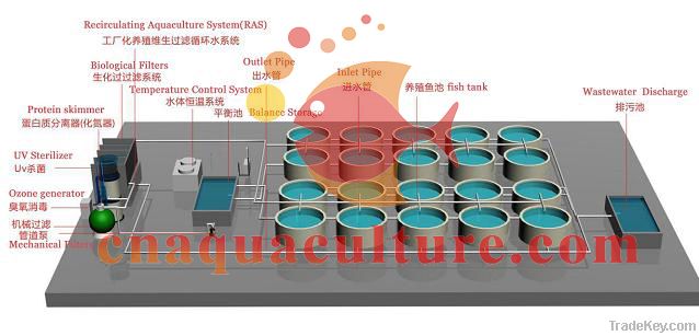 Indoor Fish Farm Recirculating Aquaculture System