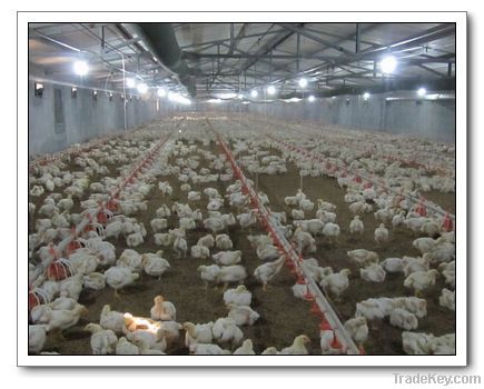 chicken farming equipment