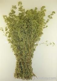 Oregano