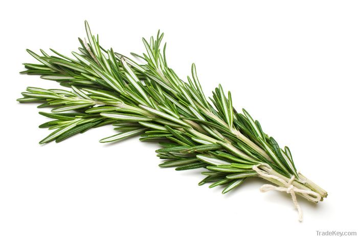 Rosemary