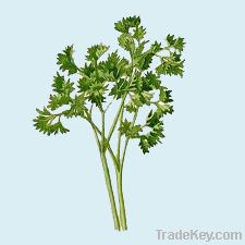 Parsley