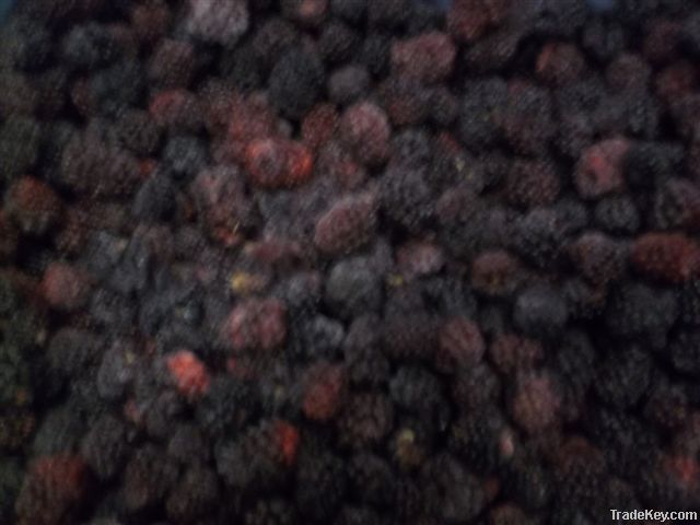 IQF blackberry