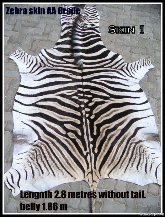 Zebra antelope skin