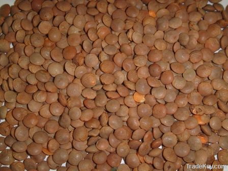 Red Whole Lentils,whole lentils importers,whole lentils buyers,whole lentils importer,buy whole lentils,whole lentils buyer,import whole lentils