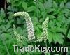 Black Cohosh Extract