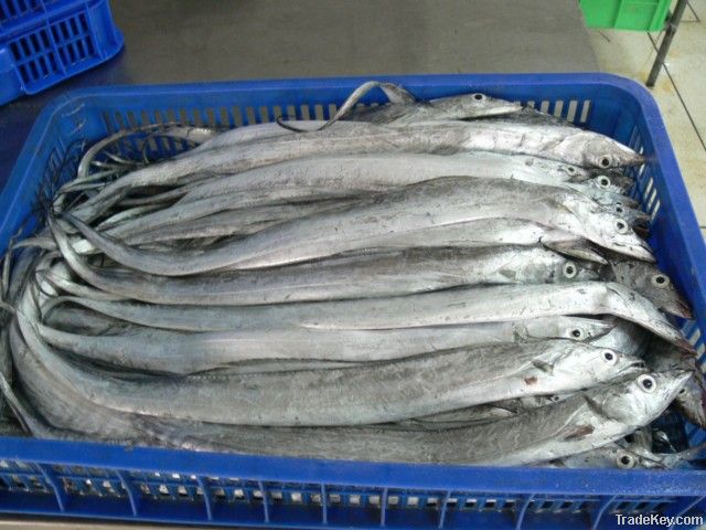 WHOLE ROUND RIBBON FISH