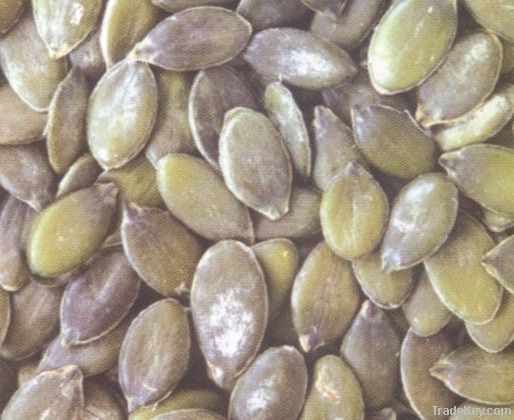 Chinese pumpkin seeds GWS, A grade