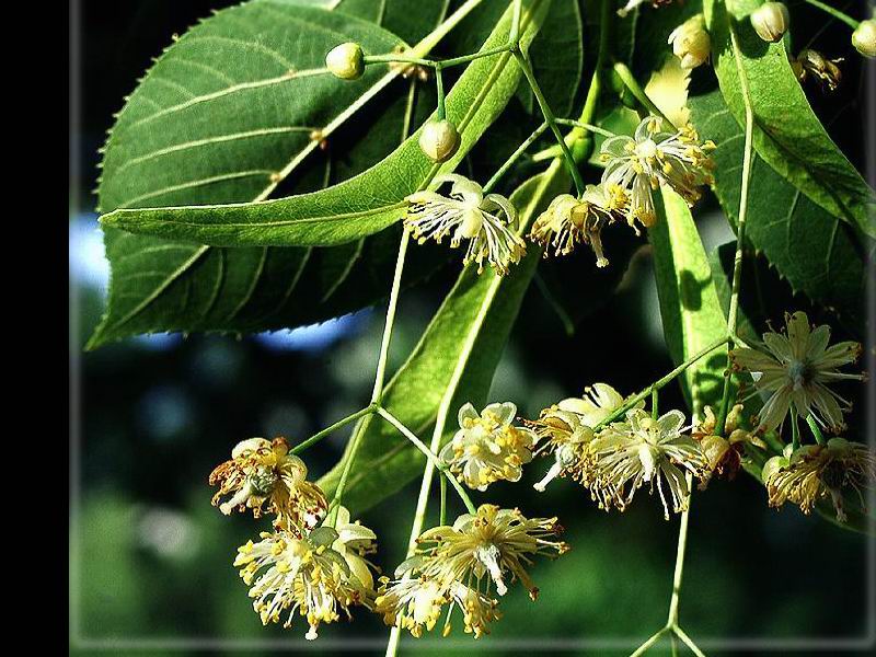 Linden Flower Tea