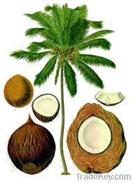 Coconut Oil