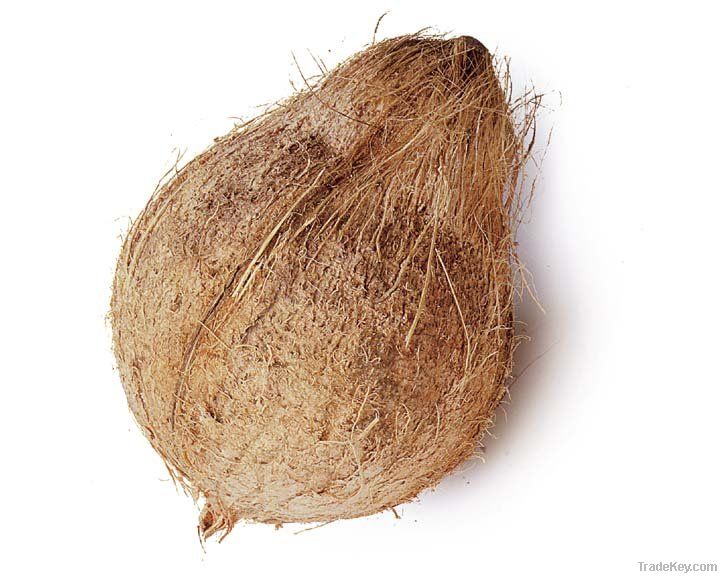 Semi & Fully husked coconut