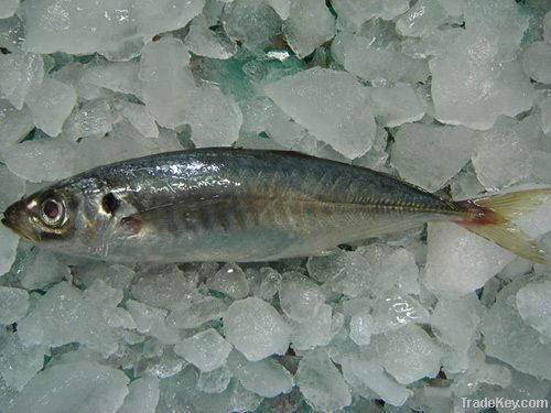 Frozen Whole Round Mackerel