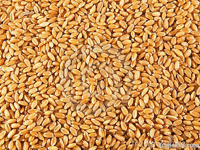 Pearl barley