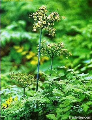 Dong Guai /Angelica Extract