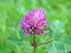 Red clover extract p.e