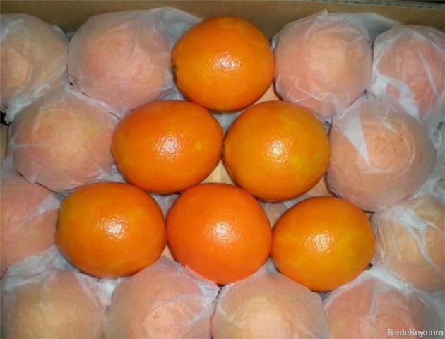 navel orange