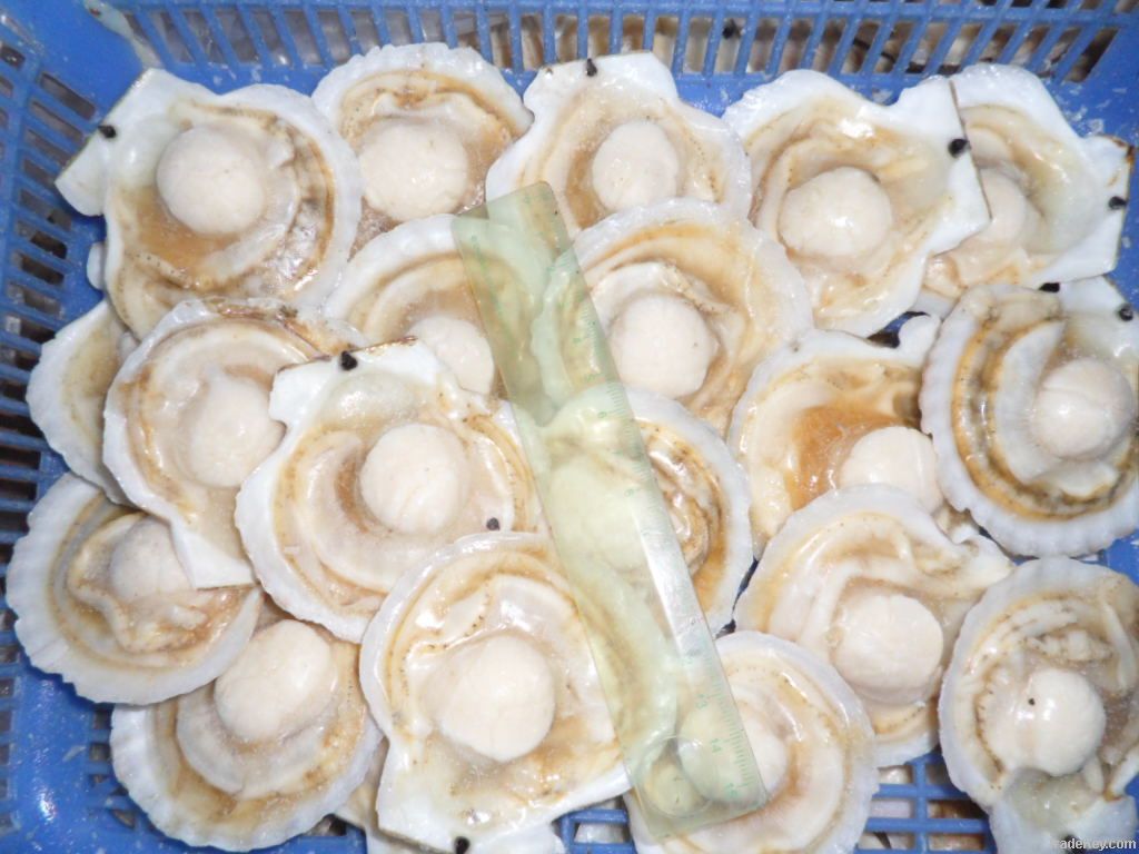 frozen half shell sea scallop, roe off, CLOSEOUT