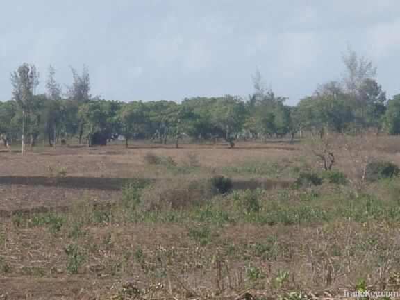 167 acres in Kilifi Mjibu area