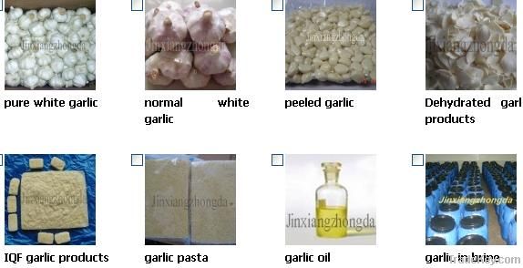 garlic