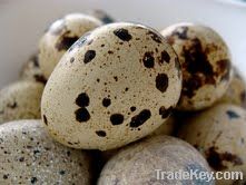 Quail eggs fresh and hatching