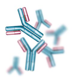 Custom Monoclonal Antibody Production