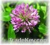 Red Clover P.E.