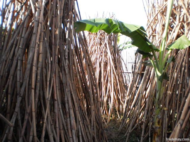 Rattan Poles