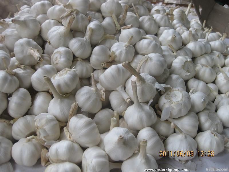 fresh garlic