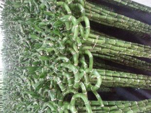 Dracaena Sanderiana spiral bamboo