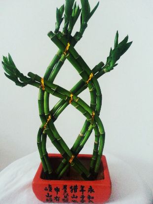 Chinese Knot Lucky bamboo