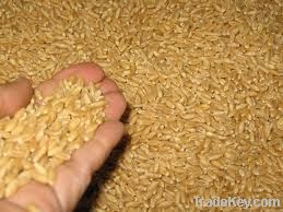 Wheat Grain