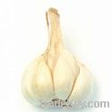 Garlic/ garlic extract