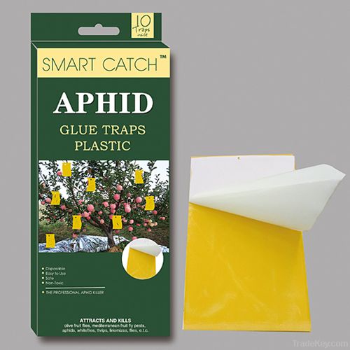 aphid glue traps
