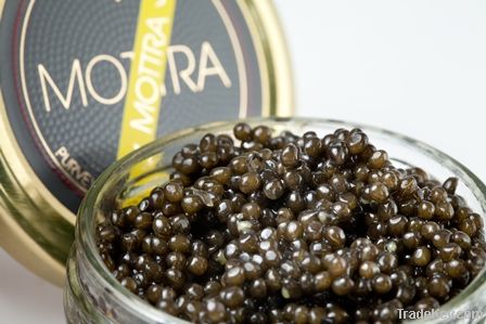 MOTTRA CAVIAR