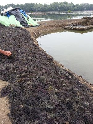 Gracilaria Seaweeds