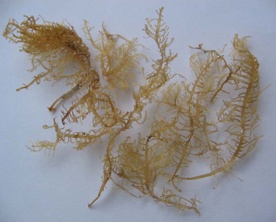 Gelidium Seaweeds