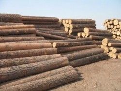 Timber log, sawn wood and standing forest for sale