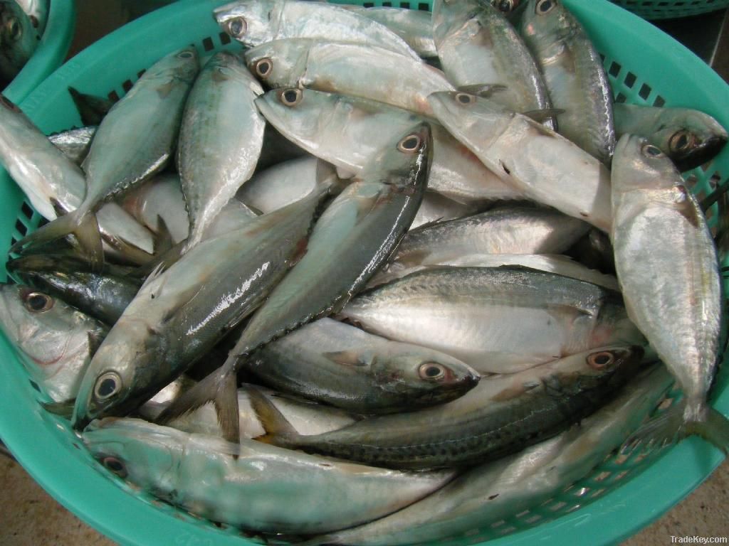 Indian Mackerel