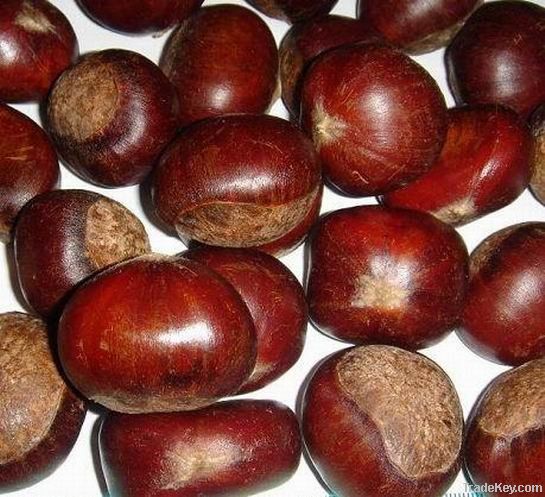 chestnut :  fresh , frozen, diced  chestnut