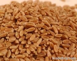 Bhaliya wheat, Daudkhani wheat