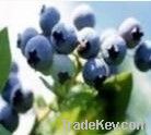 Bilberry Extract