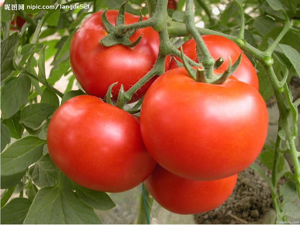 Lycopene