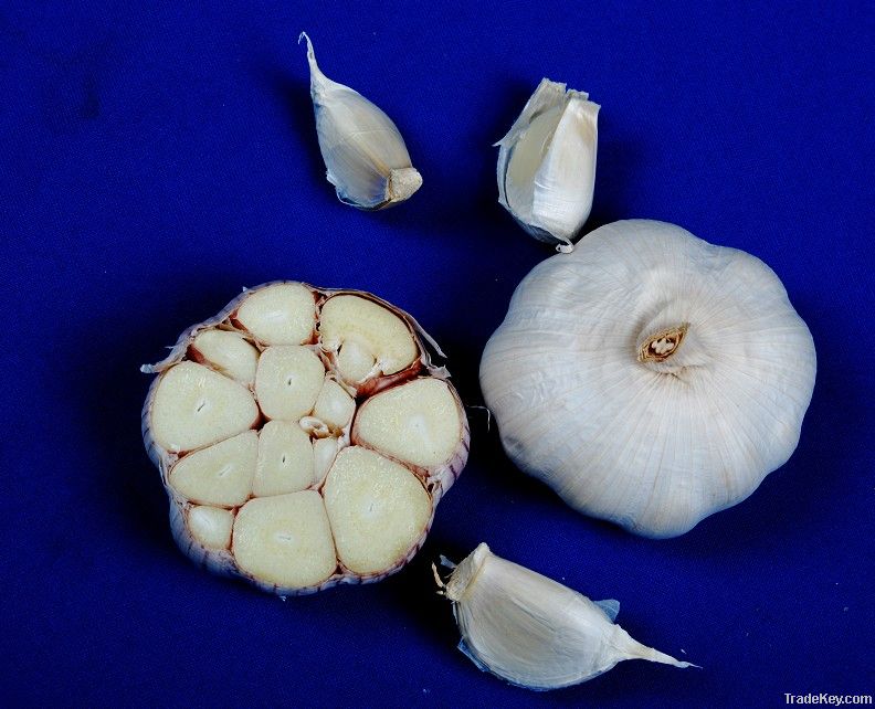 2012 new fresh and cold storing garlic