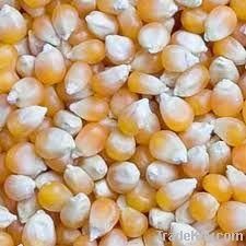 Maize | Maize Exporter | Corn Grain Seller | Maize Buyer | Bulk Maize Grain Importer | Corn bean Buyer | Corn bean Wholesaler | Corn Grain Manufacturer | Best Quality Corn Grain | Cheap Maize Supplier | Low Price Corn | Yellow Corn | White Cron | Baby Mai