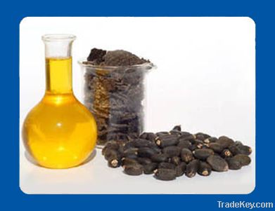 jatropha oil for biodiesel