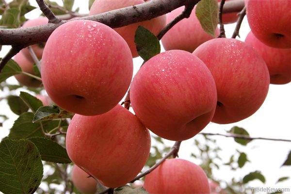 fresh fuji apple